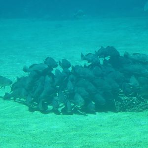 Mulloway (Argyrosomus japonicus)