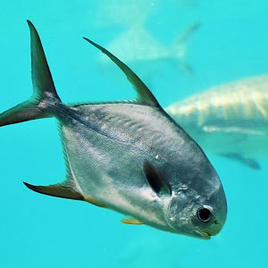 Snub-nosed Dart (Trachinotus blochii)