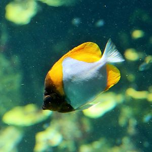 Pyramid Butterflyfish (Hemitaurichthys polylepis)