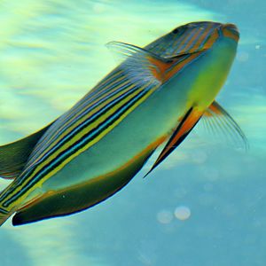 Striped Surgeonfish (Acanthurus lineatus)