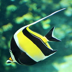 Moorish Idol (Zanclus cornutus)
