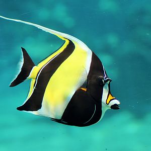Moorish Idol (Zanclus cornutus)
