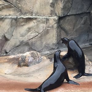 California Sea Lions 6-23-2017