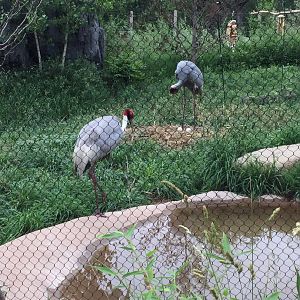 Sarus Cranes 6-23-2017