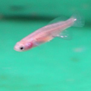 Nothobrachius rachovii beira