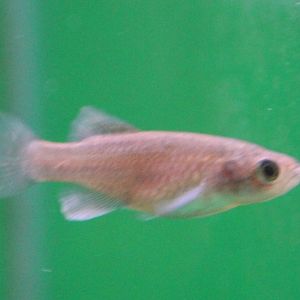 Nothobtachius rubripinnis