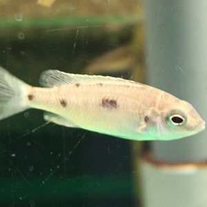 Haplochromis azureus