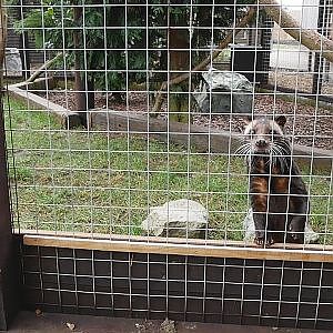 Sumatran White-Bearded Civet @ Hamerton Zoo