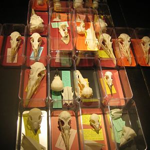 Naturhistorisk Museum Aarhus - "Én mands passion"