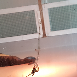 Mediterranean Monk Seal Attica Zoo