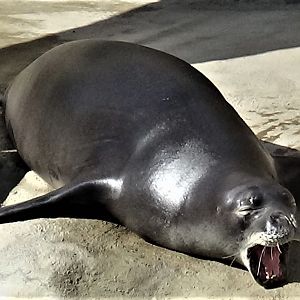 Hawaiian monk seal