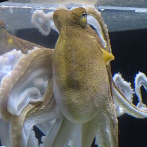 Day octopus