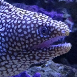 Snowflake moray
