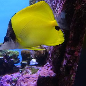 Forceps butterflyfish