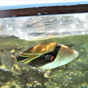 Reef triggerfish