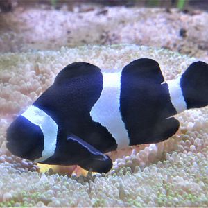 Black clownfish