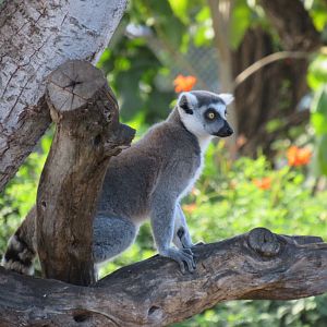 Ring-tailed lemur
