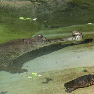 Gharial and turtle