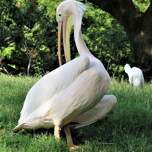 Great white pelican