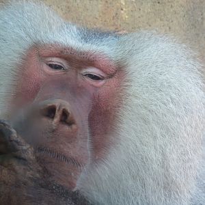 Hamadryas baboon