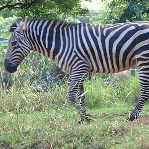 Grant's zebra
