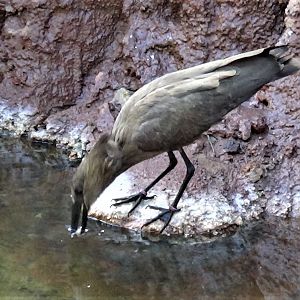 Hamerkop about to catch a fish
