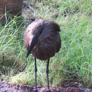 Hamerkop