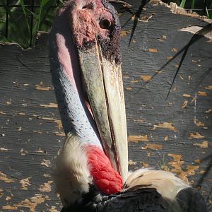 Marabou stork