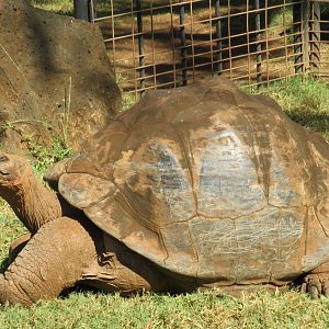 Galapagos giant tortoise