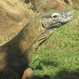 Komodo dragon