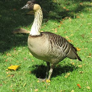 Hawaiian goose (Nene)