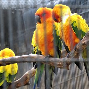 Sun conures