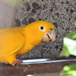 Golden conure