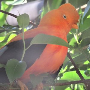 Andean cock-of-the-rock