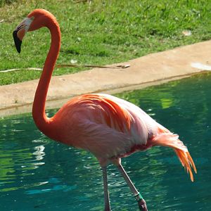 American flamingo