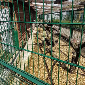 Caracal enclosure