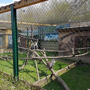 Diana monkey enclosure