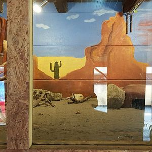 Terrarium for fennec foxes