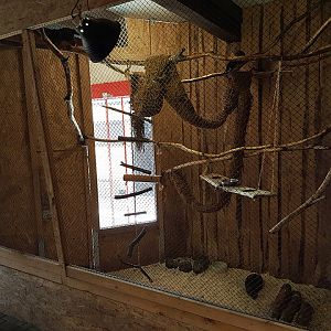 enclosure for tamarins and agoutis