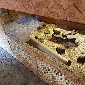 Terrarium for lesser grison