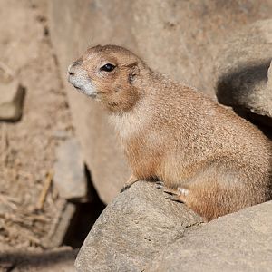 Gunnison prairie dog