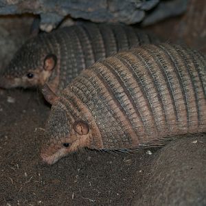 Screaming hairy-armadillos