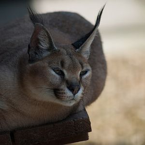 Caracal