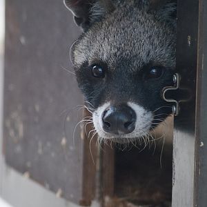 African civet