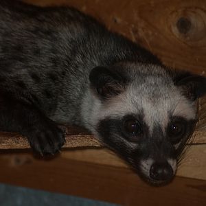 Asian palm civet