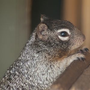 Rock squirrel