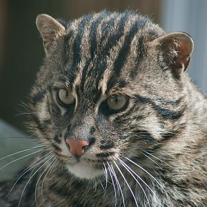 Fishing cat
