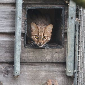 Rusty-spotted Cat, Hamerton