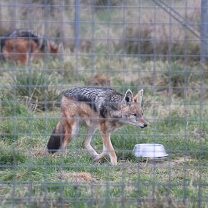 Black-backed Jackal, Hamerton