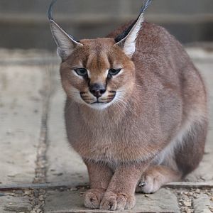 South African Caracal, Hamerton